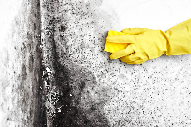 Mold Documentation for Insurance Claims in North Syracuse, NY