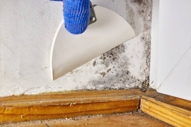Best HVAC Mold Inspection and Cleaning  in North Syracuse, NY